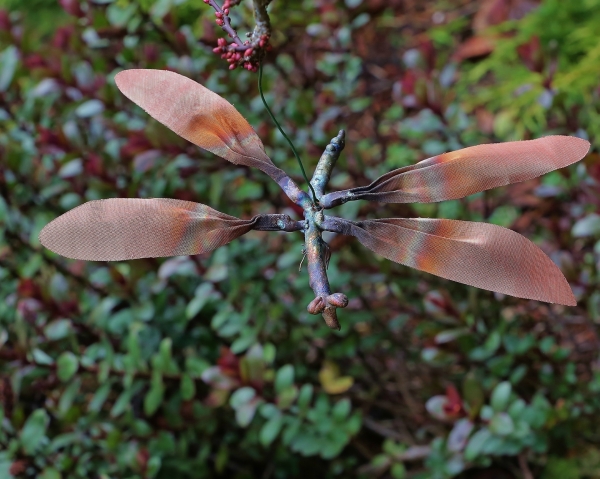 Click here to view Dragonfly by Natalie Brown