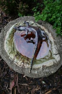 Click here to view Baby Crocodile by Natalie Brown